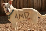 110215_amd_s.jpg